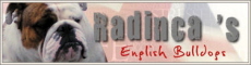 Radincas, English bulldog breeder in Netherlands or Nederlands ou Pays-bas ou La Hollande